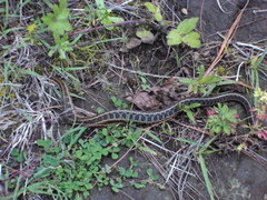 Thamnophis scalaris