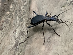 Scaphinotus angusticollis