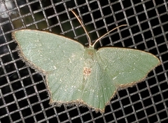 Chloropteryx tepperaria