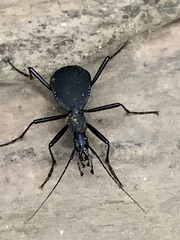 Scaphinotus angusticollis