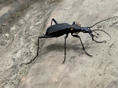 Scaphinotus angusticollis