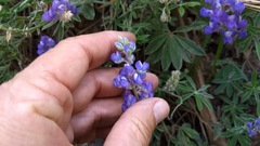 Lupinus argenteus palmeri