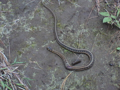Thamnophis scalaris