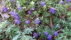 Lupinus argenteus palmeri