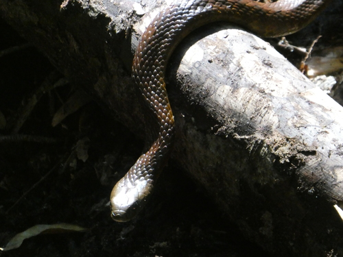 Tiger Snake sighting