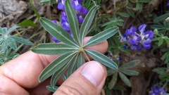 Lupinus argenteus palmeri
