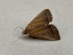 Simplicia cornicalis