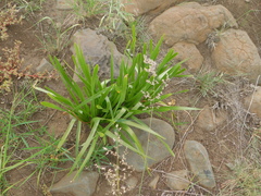 Hymenocallis littoralis