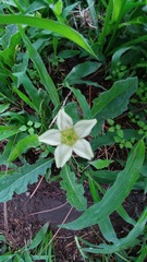 Jaborosa runcinata