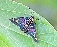 Mimoniades versicolor