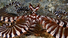 Wunderpus photogenicus