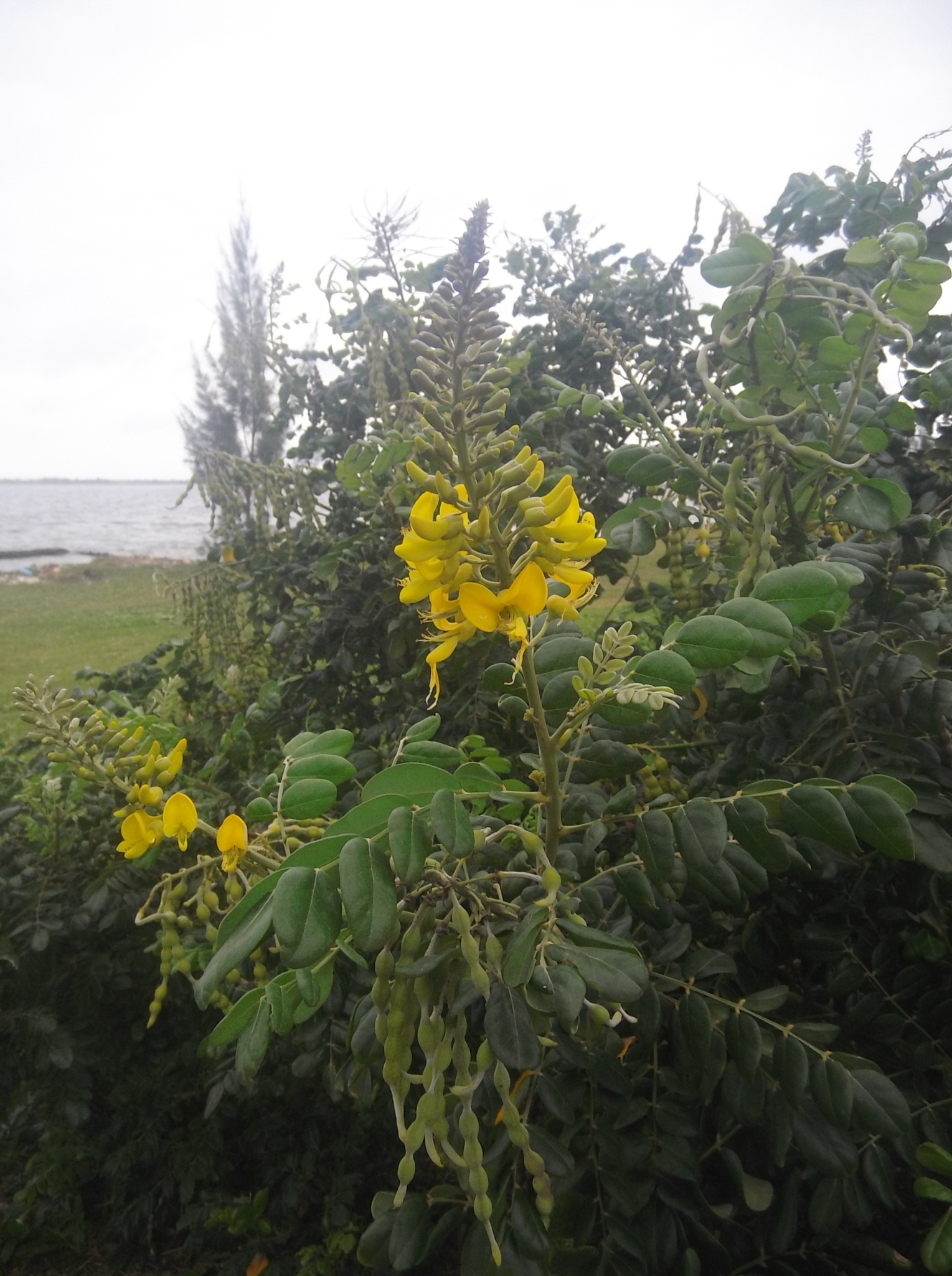 Sophora tomentosa