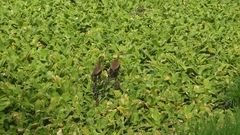 Dendrocygna autumnalis