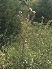 Cirsium carolinianum