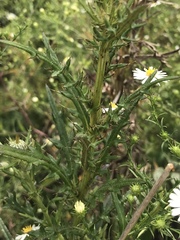 Cirsium carolinianum