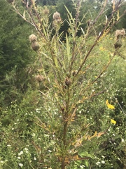 Cirsium carolinianum