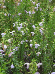 Conradina grandiflora image