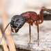 Bicolored Carpenter Ant - Photo (c) Jason Headley, some rights reserved (CC BY-NC), uploaded by Jason Headley