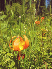 Lilium pardalinum vollmeri