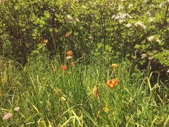 Lilium pardalinum vollmeri