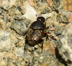Onthophagus nuchicornis