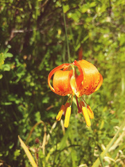 Lilium pardalinum vollmeri