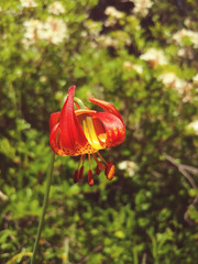 Lilium pardalinum vollmeri