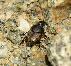 Onthophagus nuchicornis