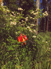 Lilium pardalinum vollmeri