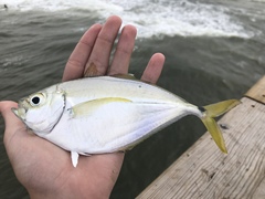 Chloroscombrus chrysurus