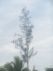 Casuarina equisetifolia