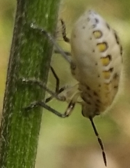 Insecta
