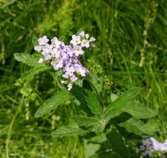 Heliotropium amplexicaule