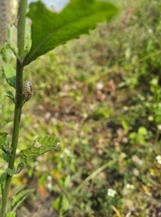 Insecta