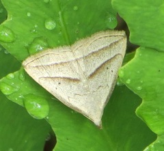 Macrochilo absorptalis