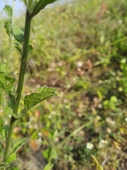 Insecta