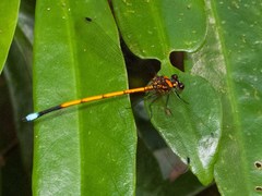 Eoargiolestes ochraceus