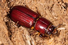 Aulacocyclus