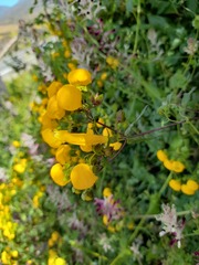 Calceolaria ascendens