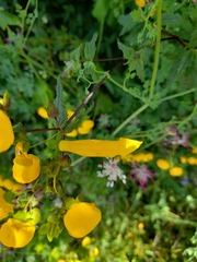 Calceolaria ascendens