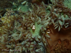 Catalaphyllia jardinei