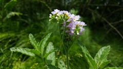 Heliotropium amplexicaule