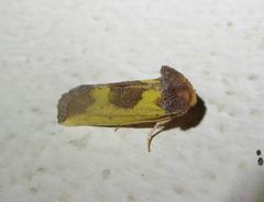 Stiria intermixta