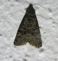 Paramiana smaragdina