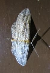 Iridopsis obliquaria