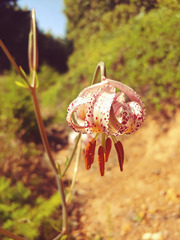 Lilium kelloggii