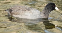 Fulica americana