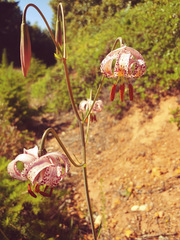 Lilium kelloggii