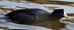 Fulica americana