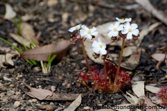 Drosera stolonifera